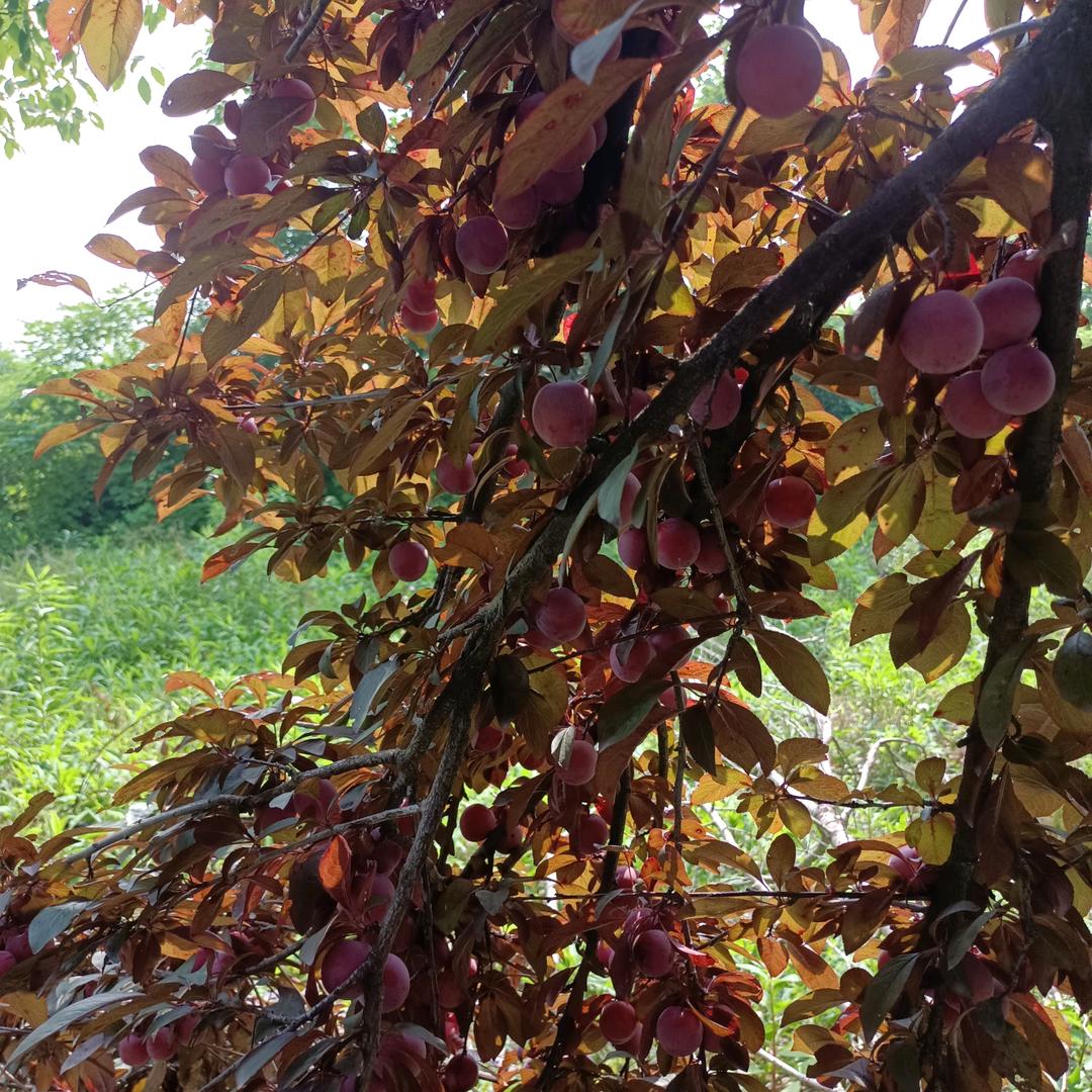 ♡˖꒰ᵕ༚ᵕ⑅꒱