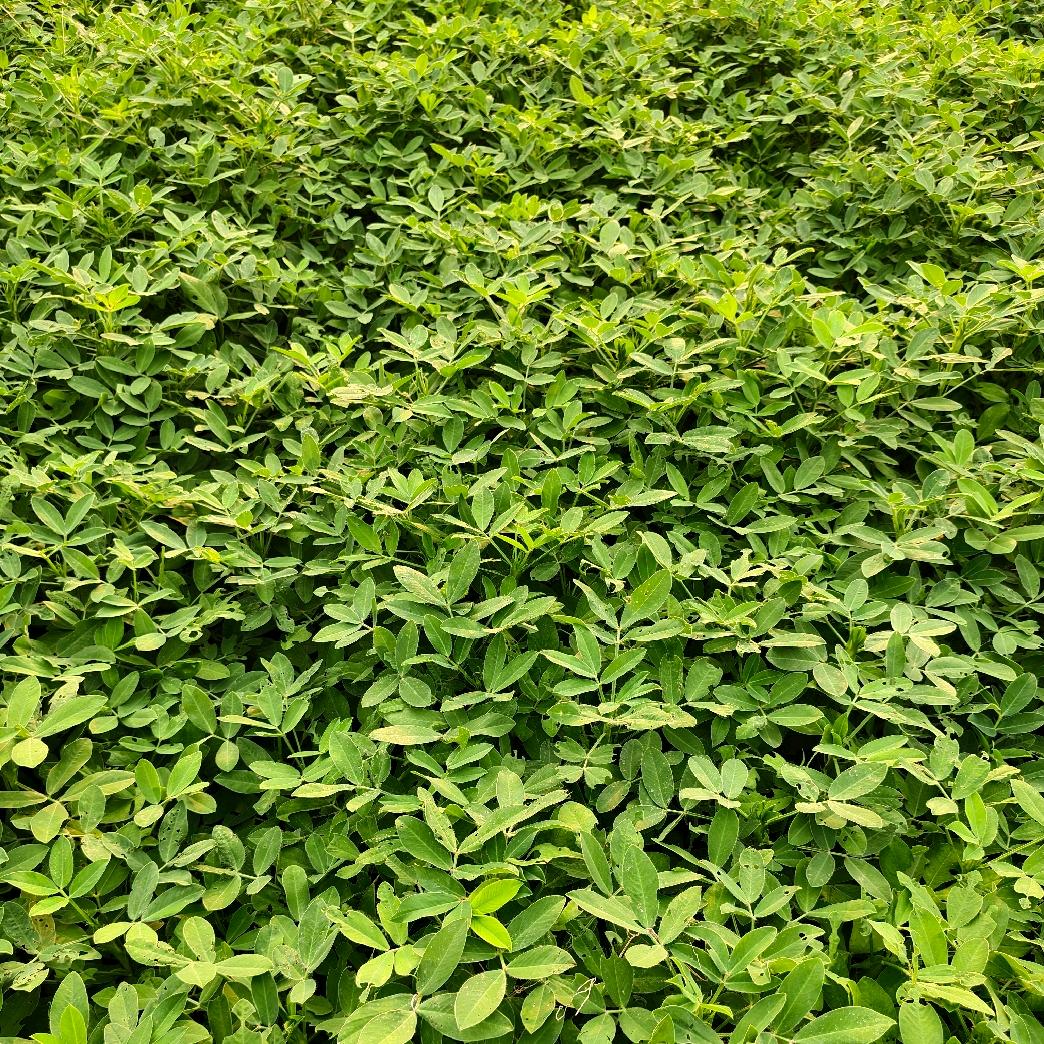 常年销售花生秧花生秧叶粉