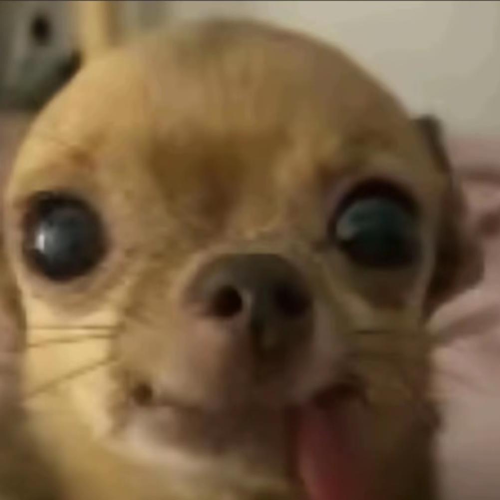 AA养羊大户