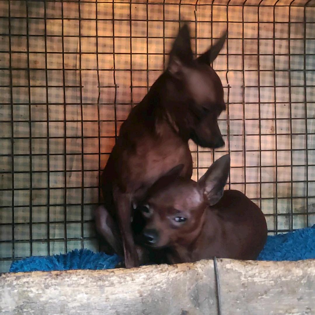 红緣萌宠（长毛腊肠，小鹿犬）