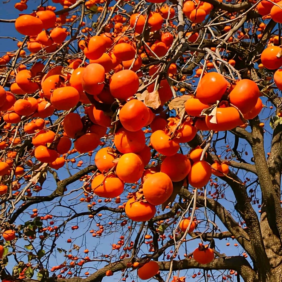 阳光灿烂，向阳而生