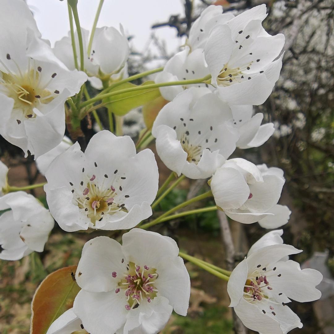 安久新旭帅加工厂直销