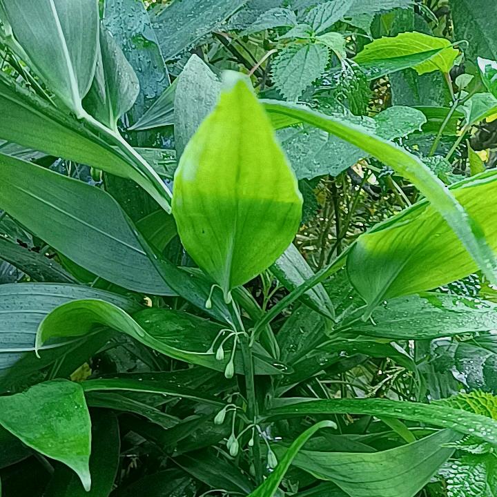 三农，种植技术