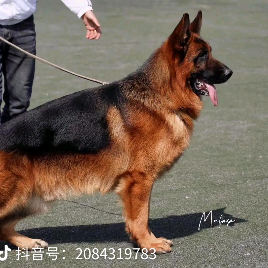 汉江缘犬舍
