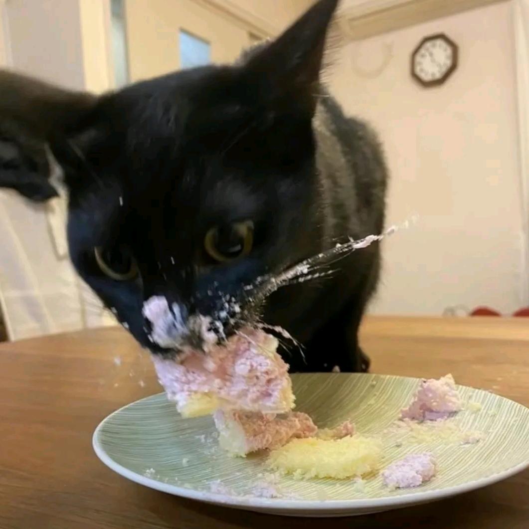 满电猫猫