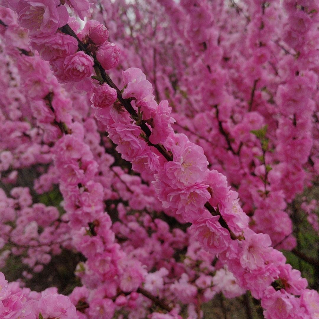 钢哥