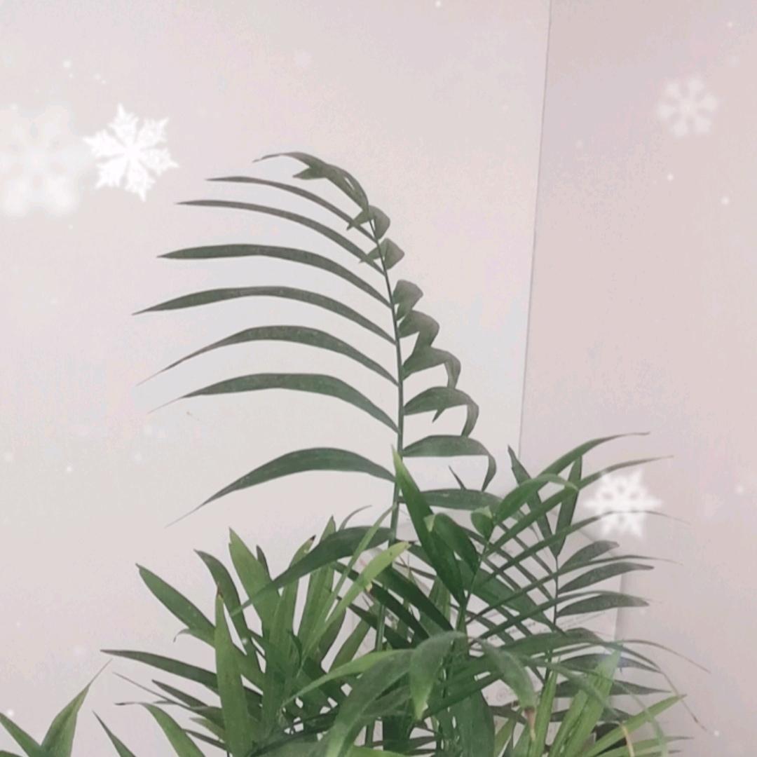 蝎先生