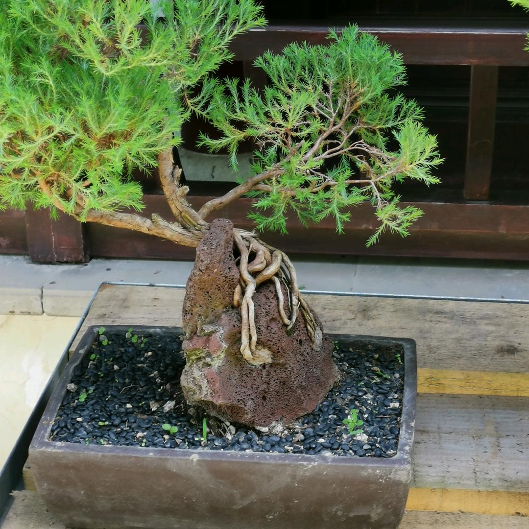 真诚