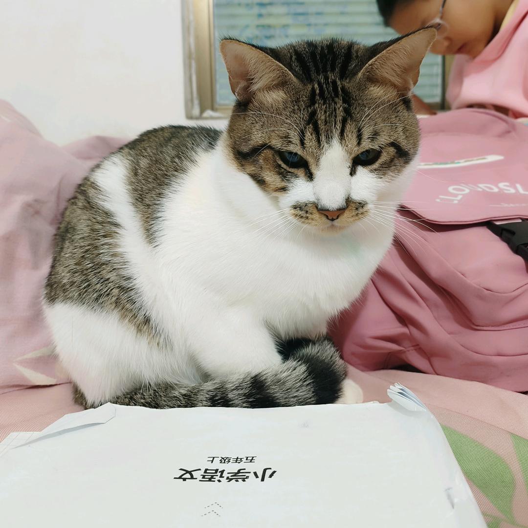 李不太白