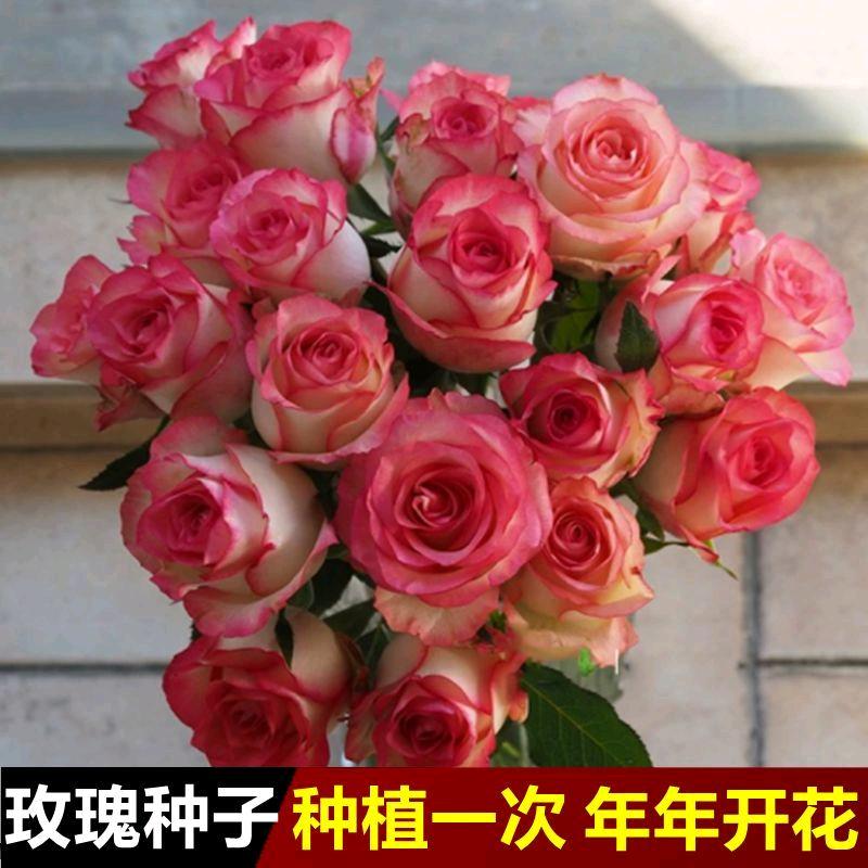🌹流💞星💞雨🌹