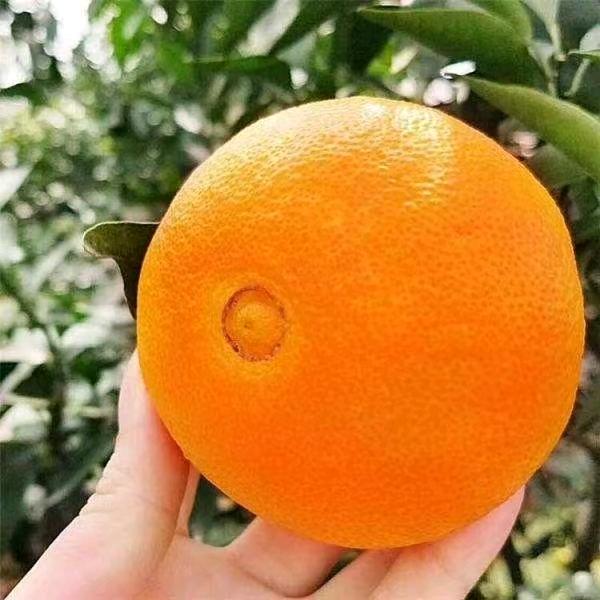 郑州万邦李老二批发各种新鲜水果和代销