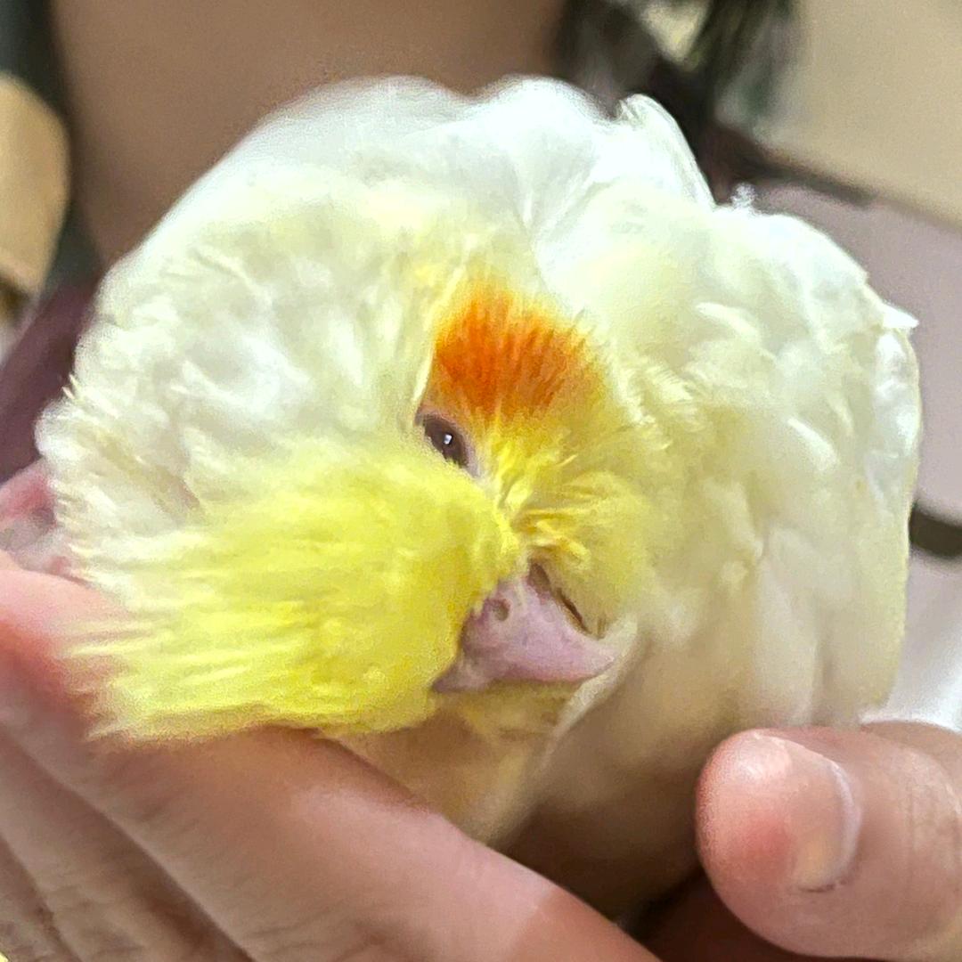 金不是芒果