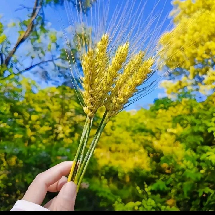 🍀妞妞🌸