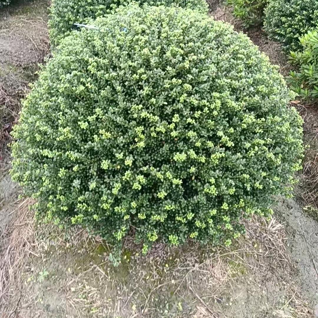 宁波诚信苗木