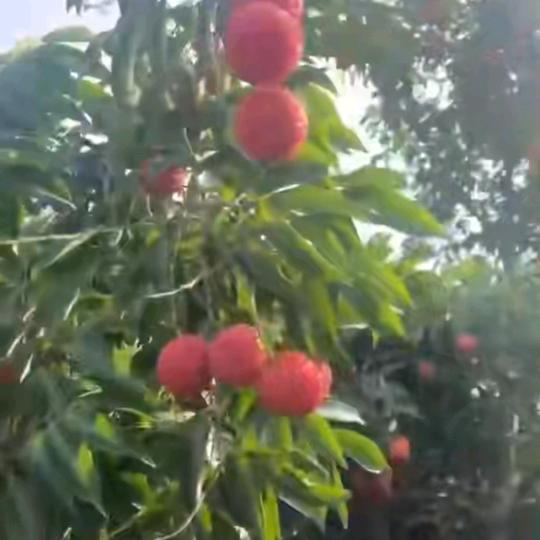 大嘿憨