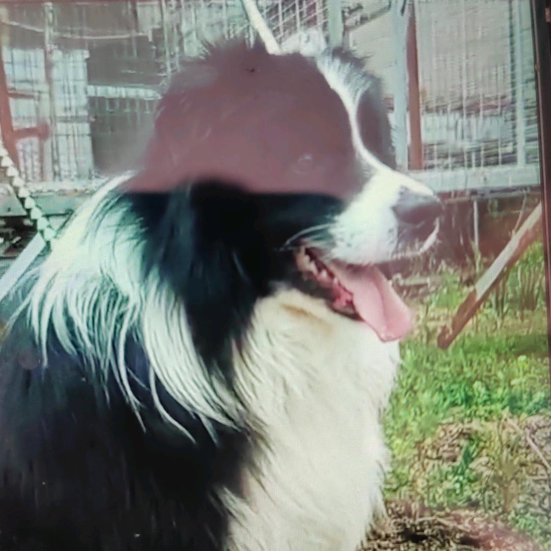 家有萌宠是边牧