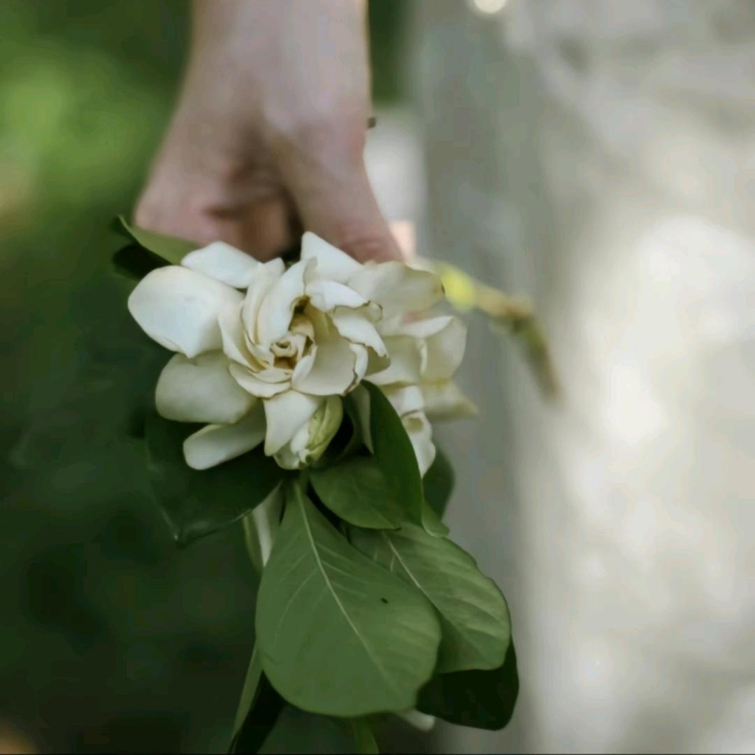 Gemini（双子座）