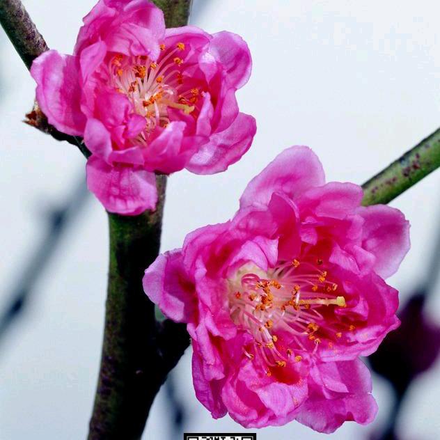蒙恩11