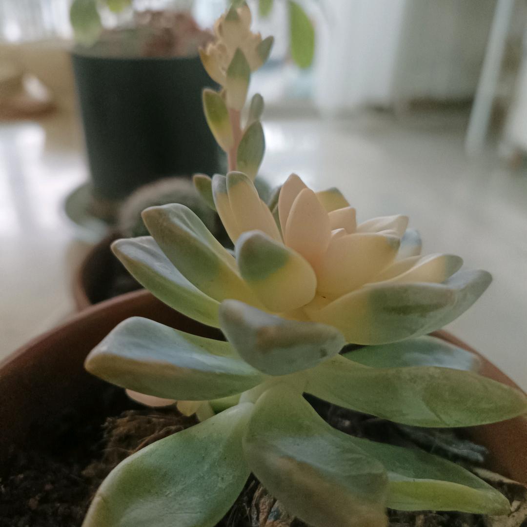 稻草人