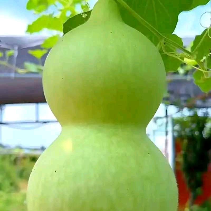 开心