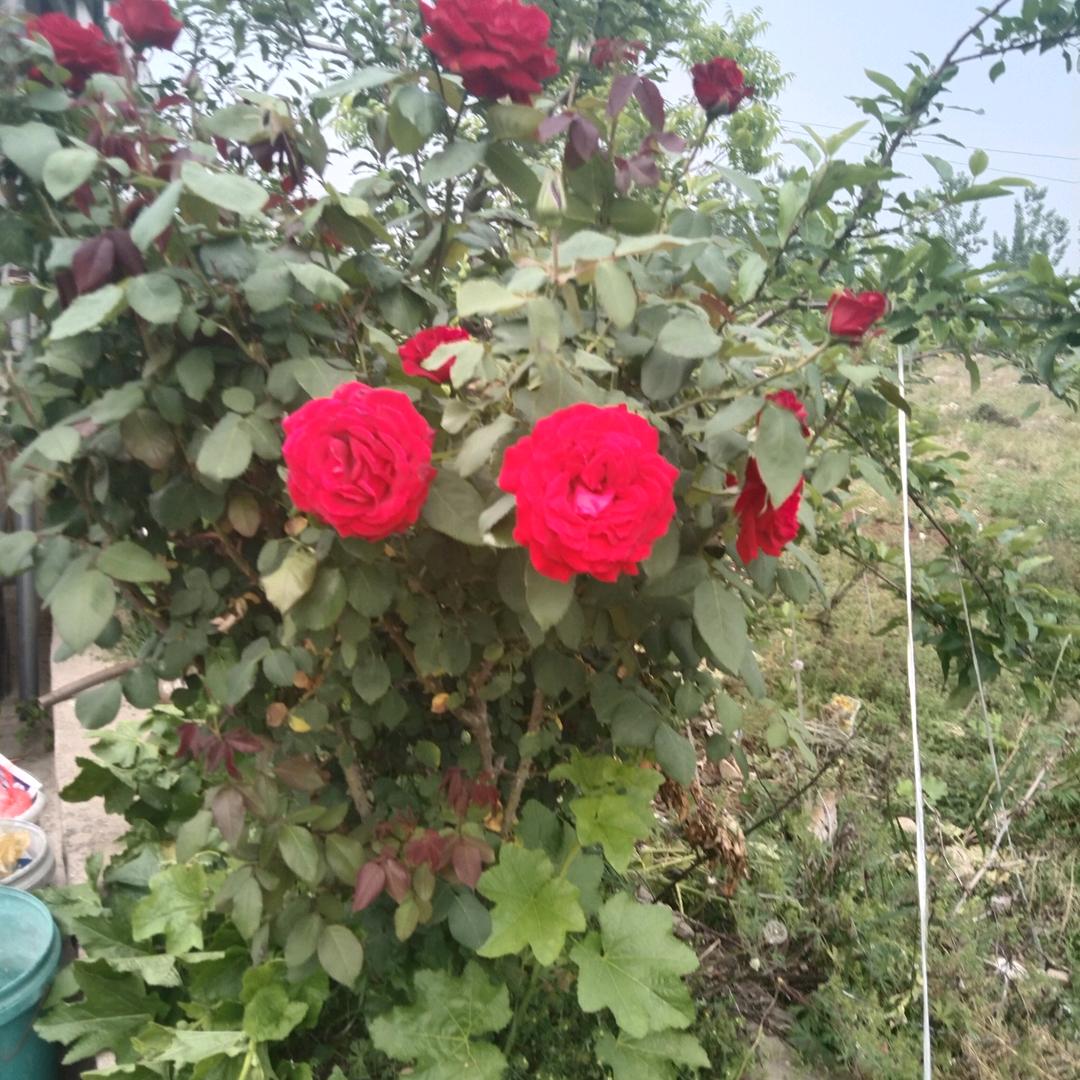 陈从芳