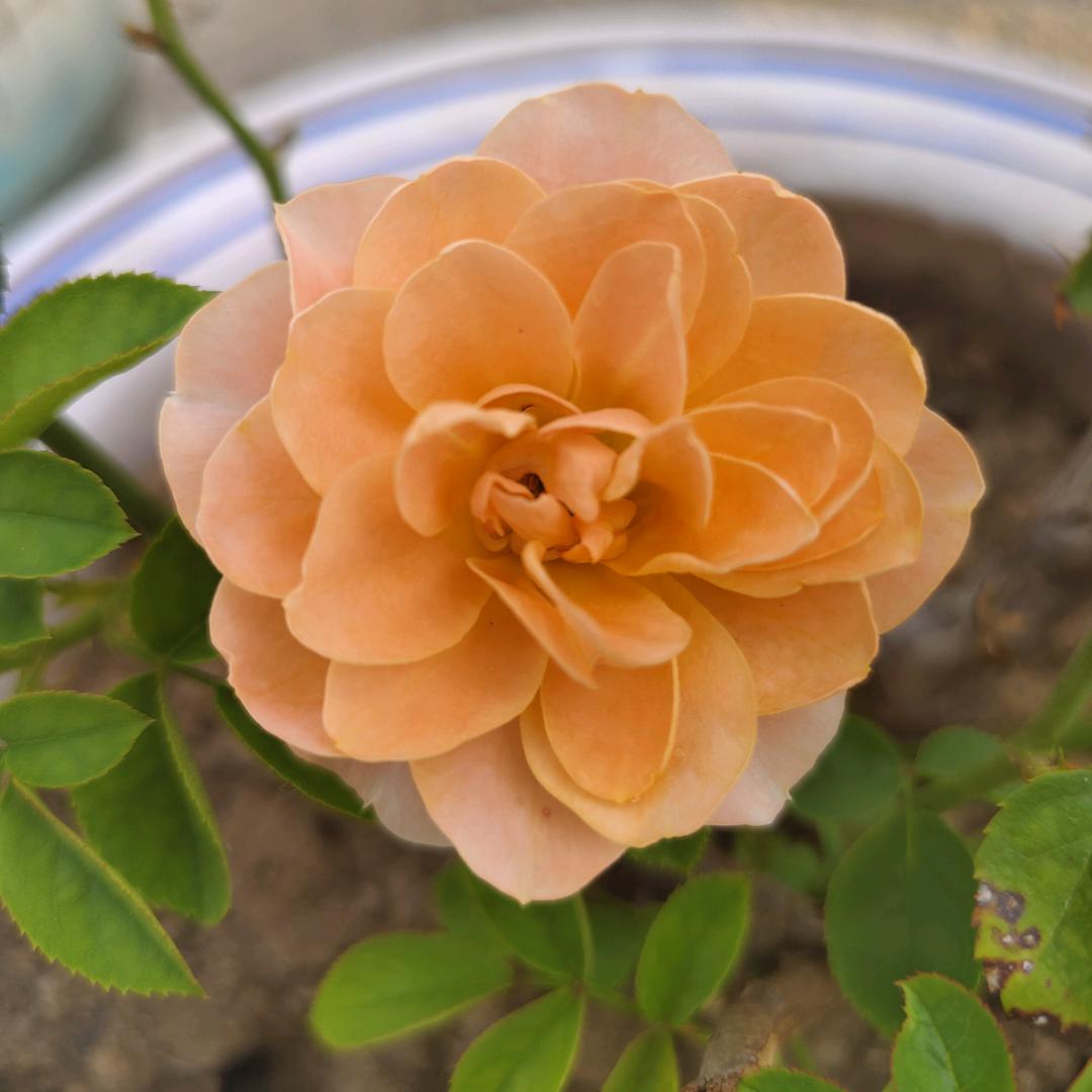 @ృ༊ 爱财  爱己♡ꦿ᭄