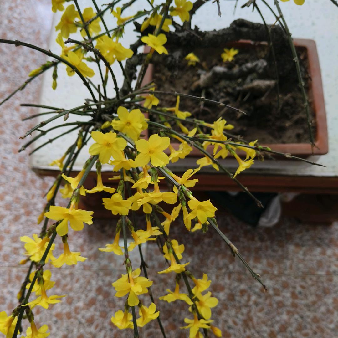 童哥