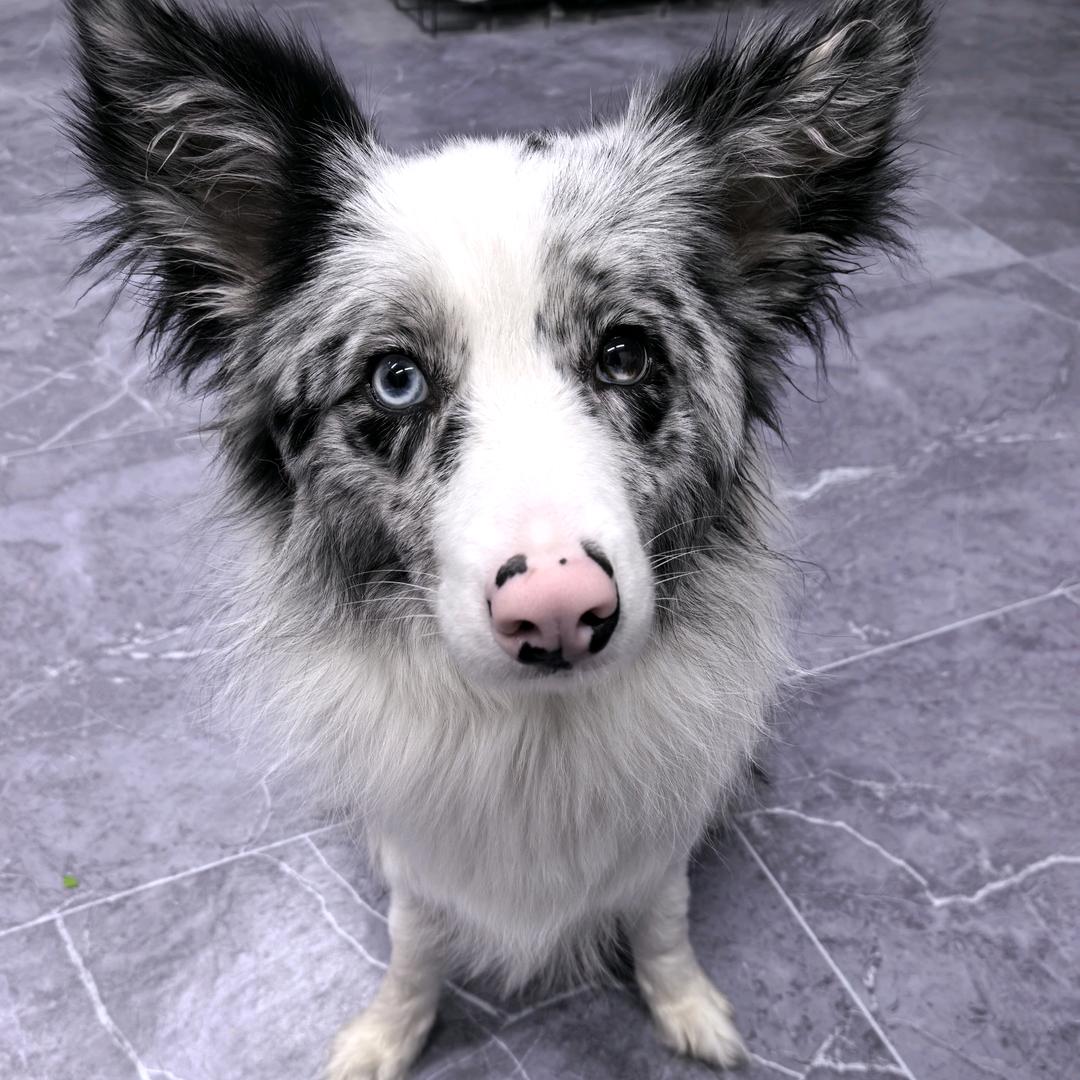 小黄牛生鲜1