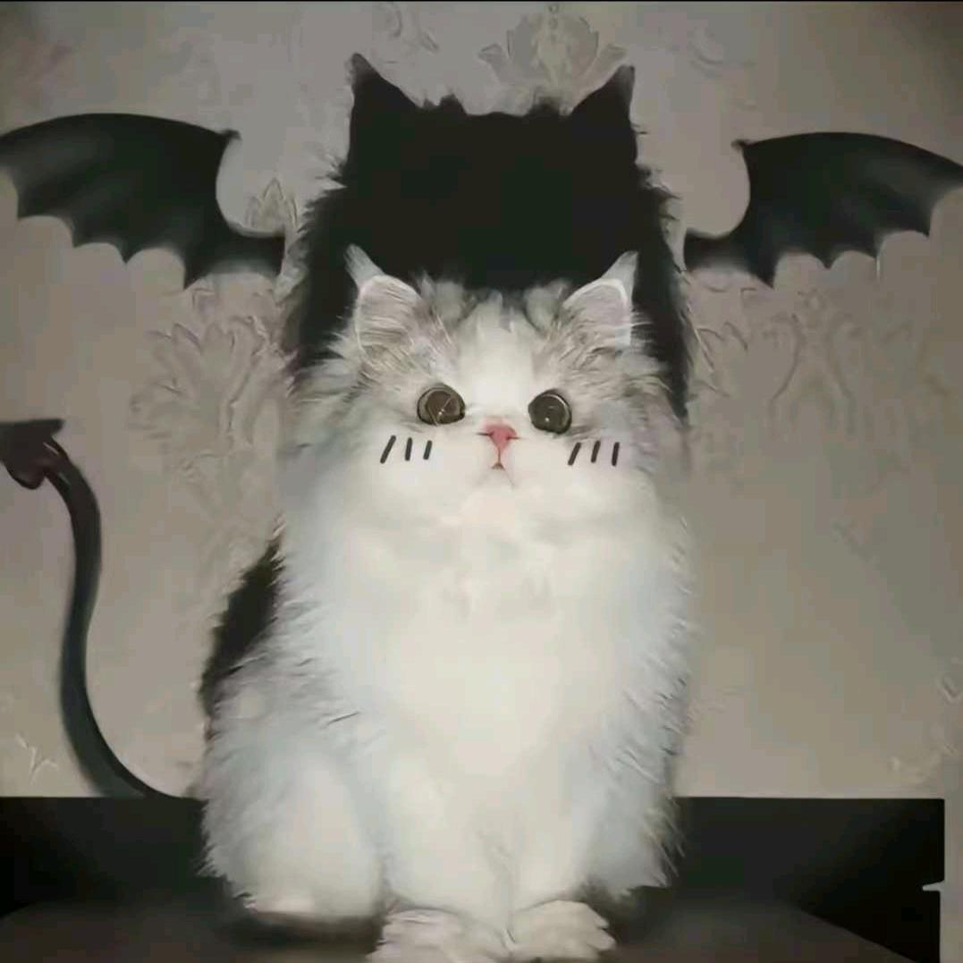 牢猫