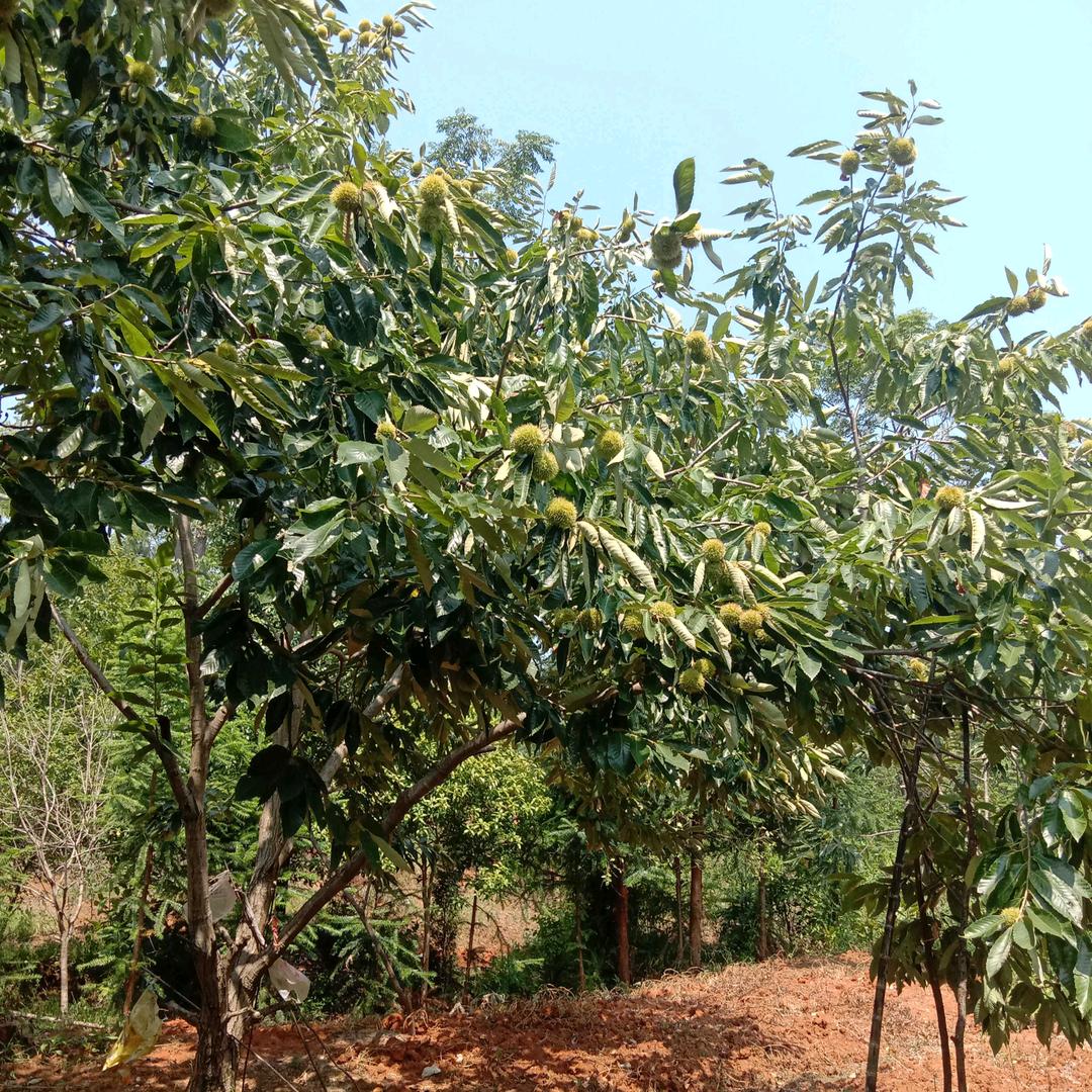 老村长流浪中国