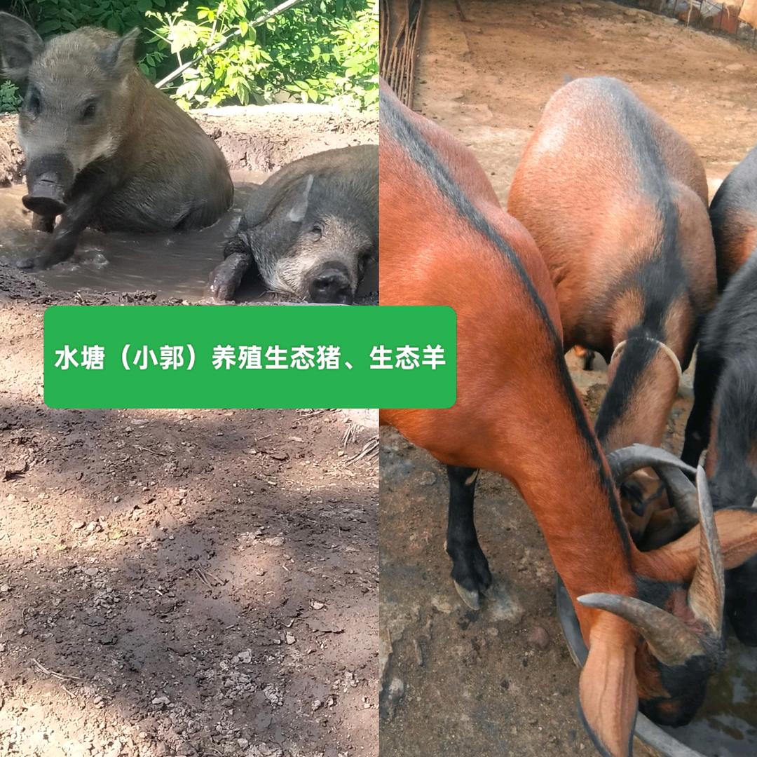 《买卖山羊》养殖生态羊、生态猪……