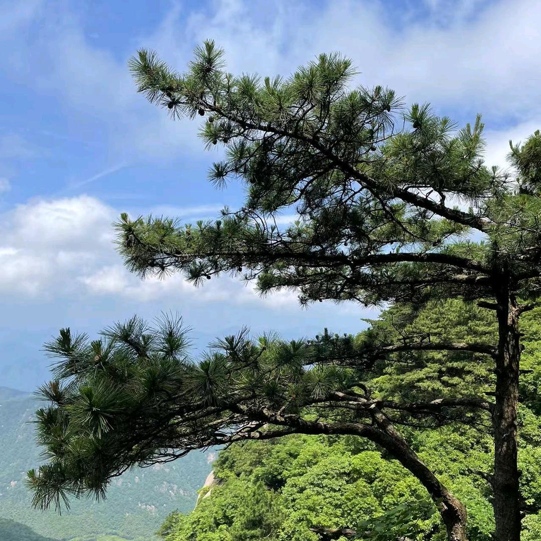 大可