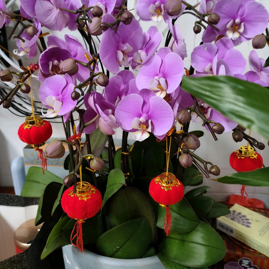 吉竹（客家人）