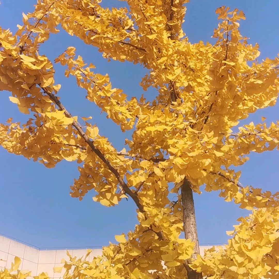 12123121212121212121