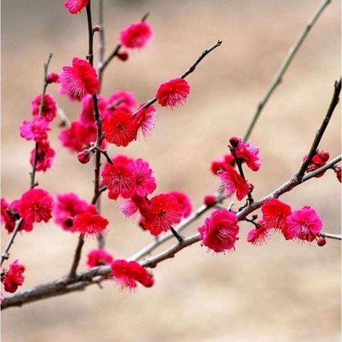 梅花