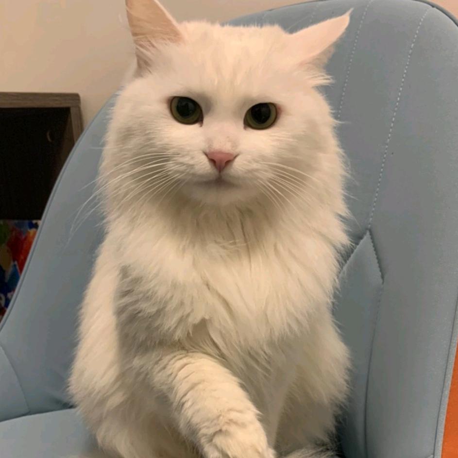 曾八次拒绝高圆圆