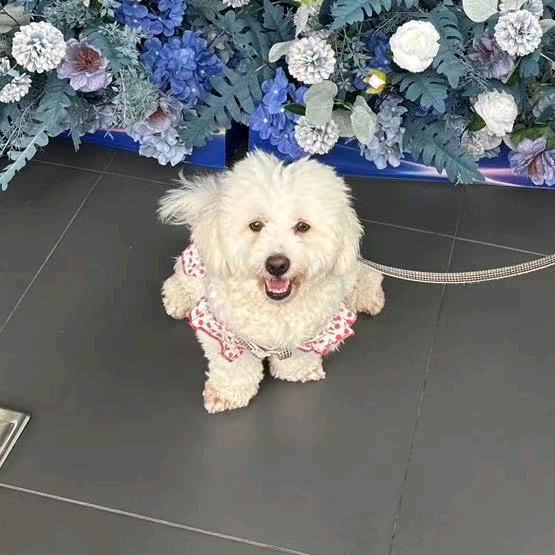 童洛洛