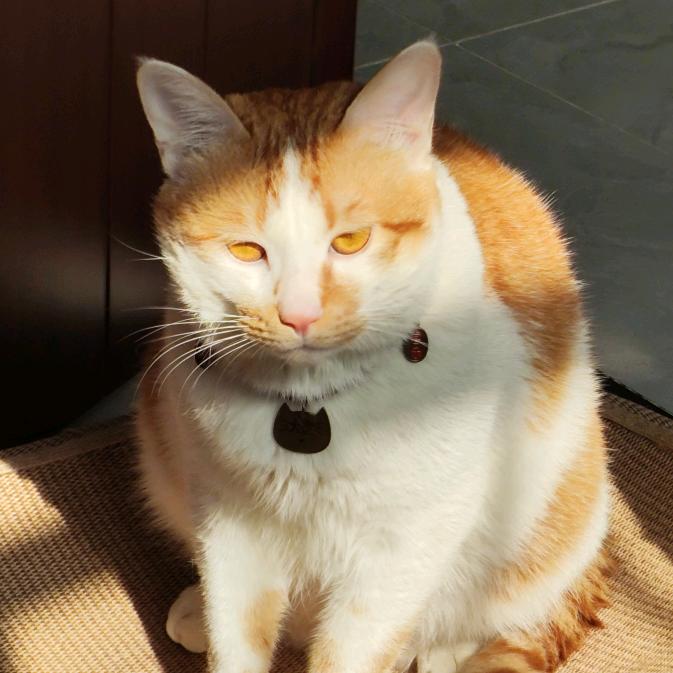 是界界呀二号机（汉服古风类）📷