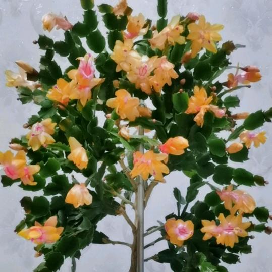 🌿蟹海笑🌿
