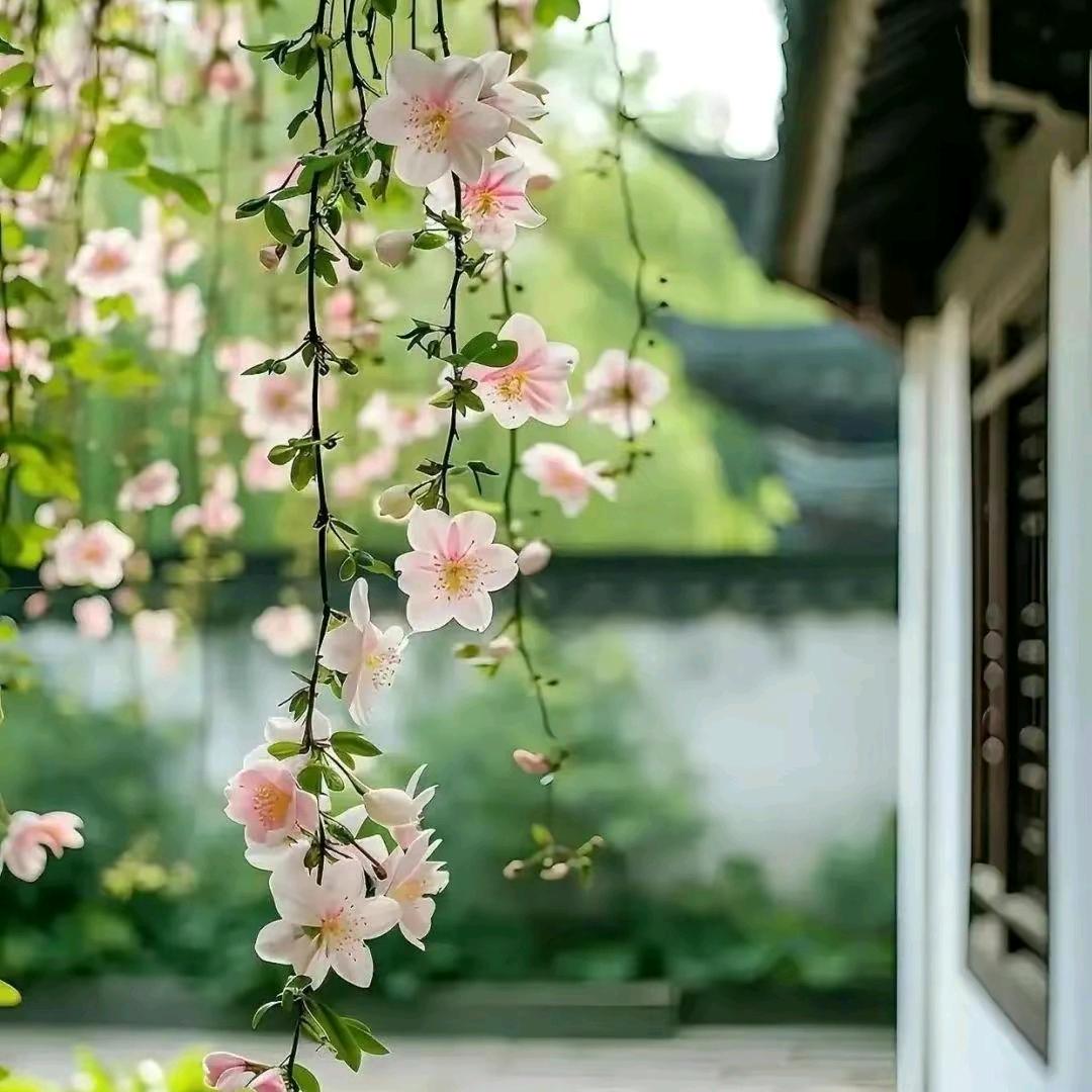 淡淡的花香