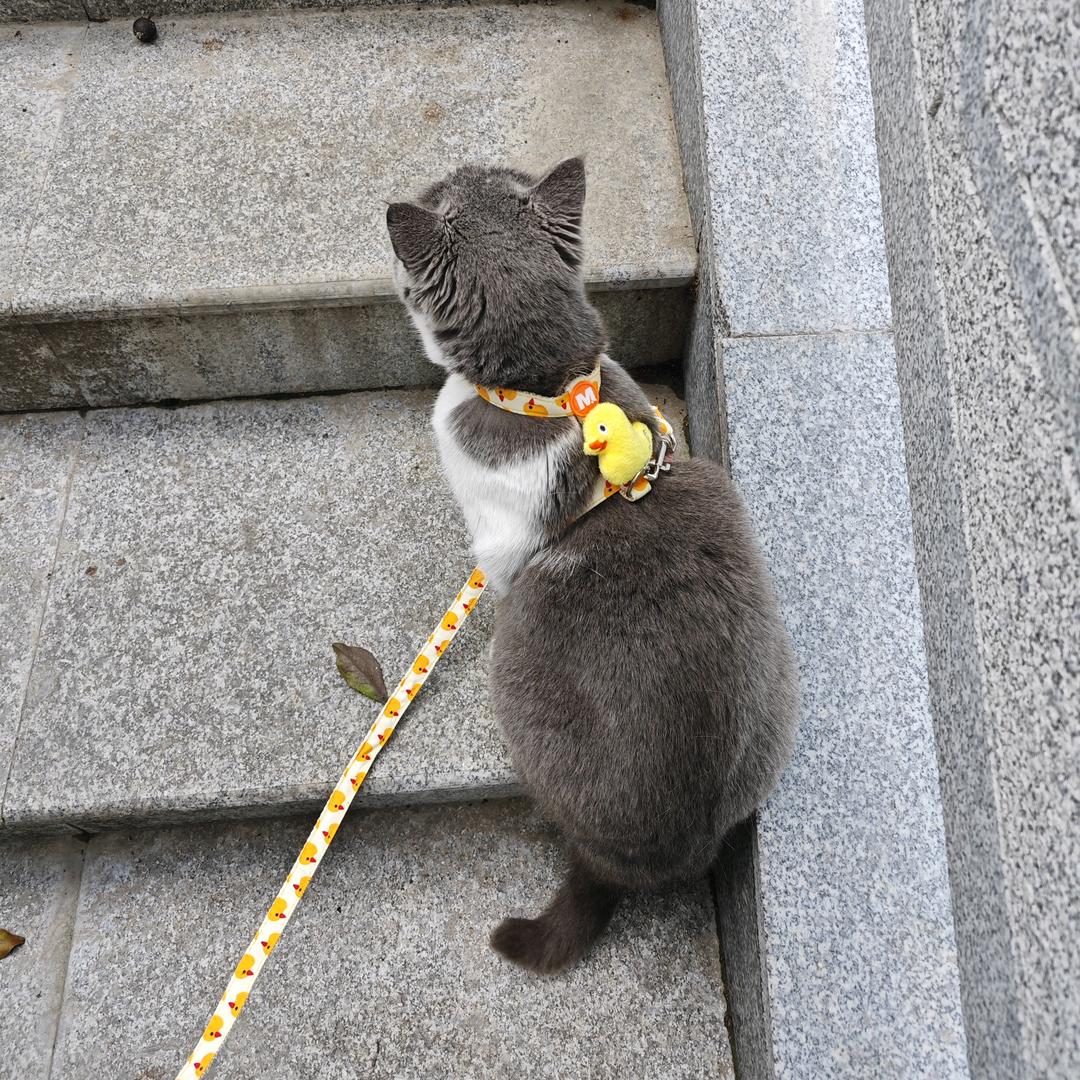 牛奶别睡了