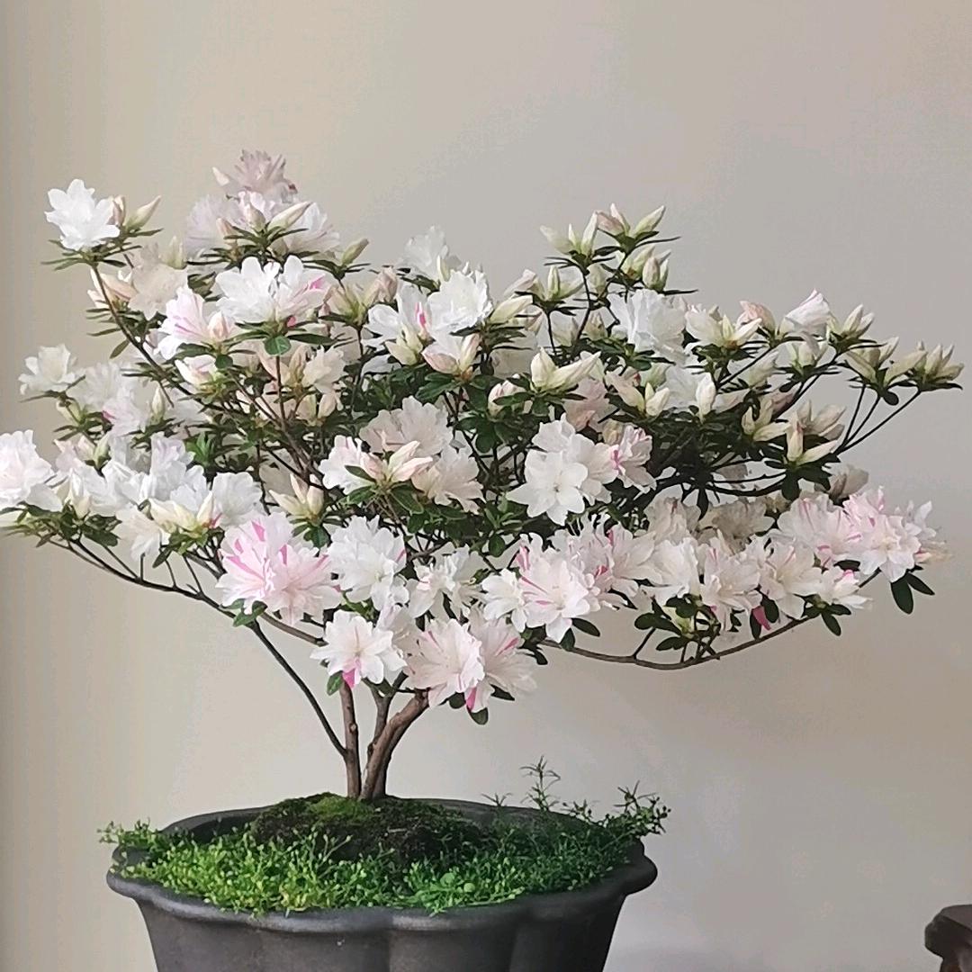 沙巴克