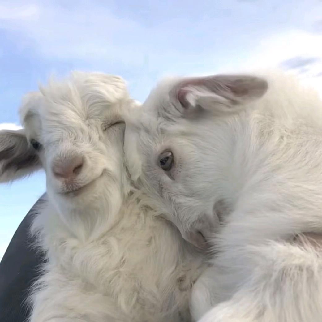 睡觉大王不睡觉