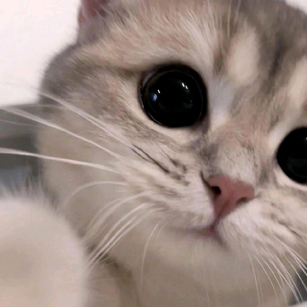 小猫爱吃巧克力