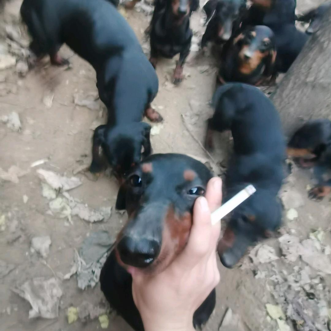 精品腊肠犬