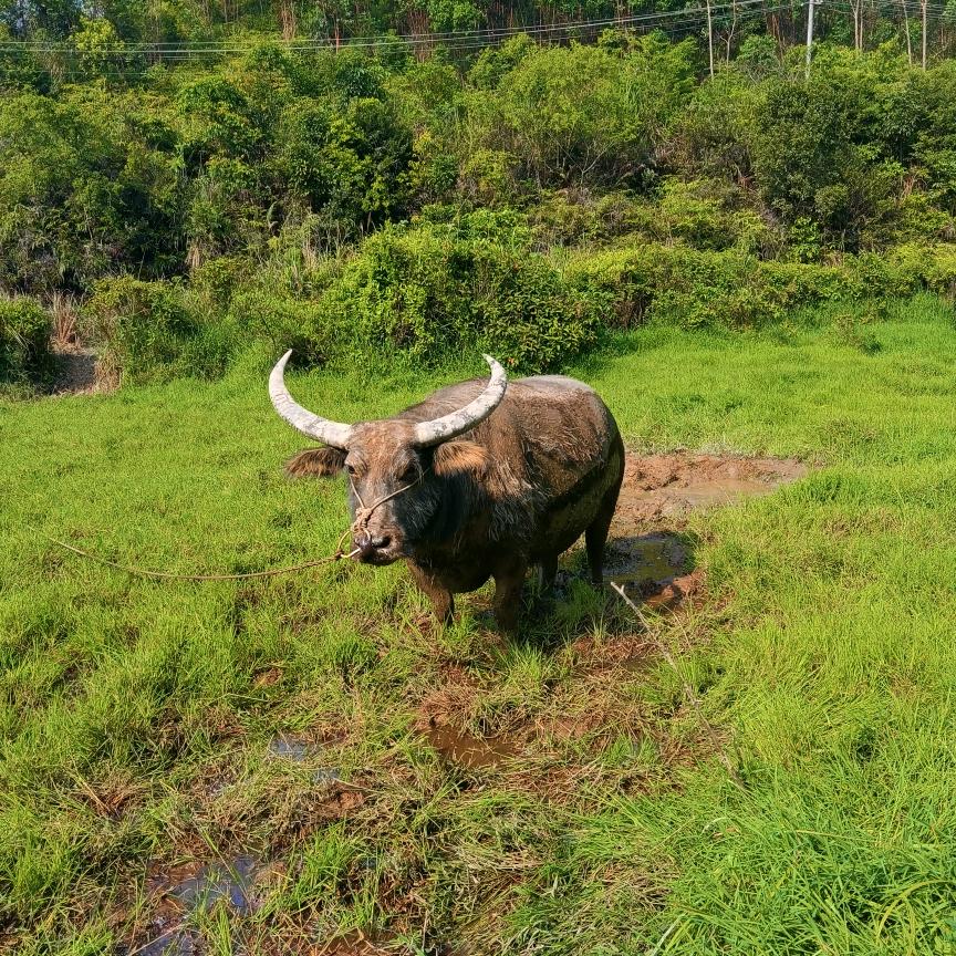 大山深处有人家