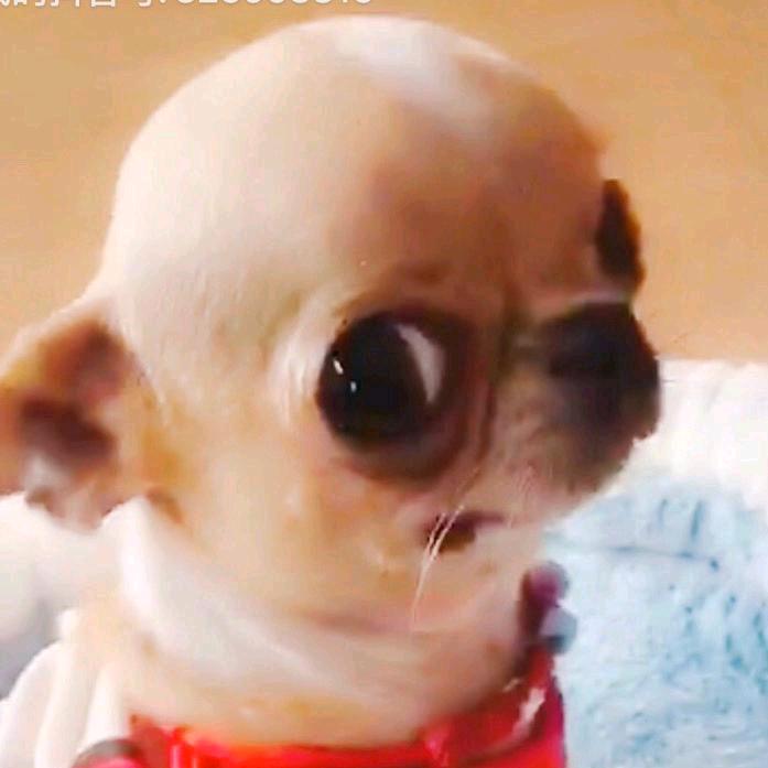 大连糖小妖吉娃娃