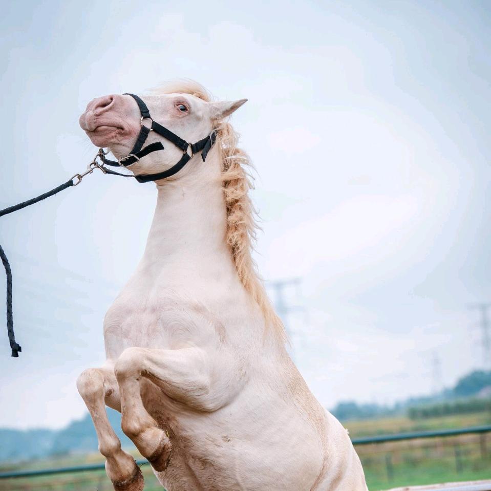 铁骑营马术俱乐部～珊珊