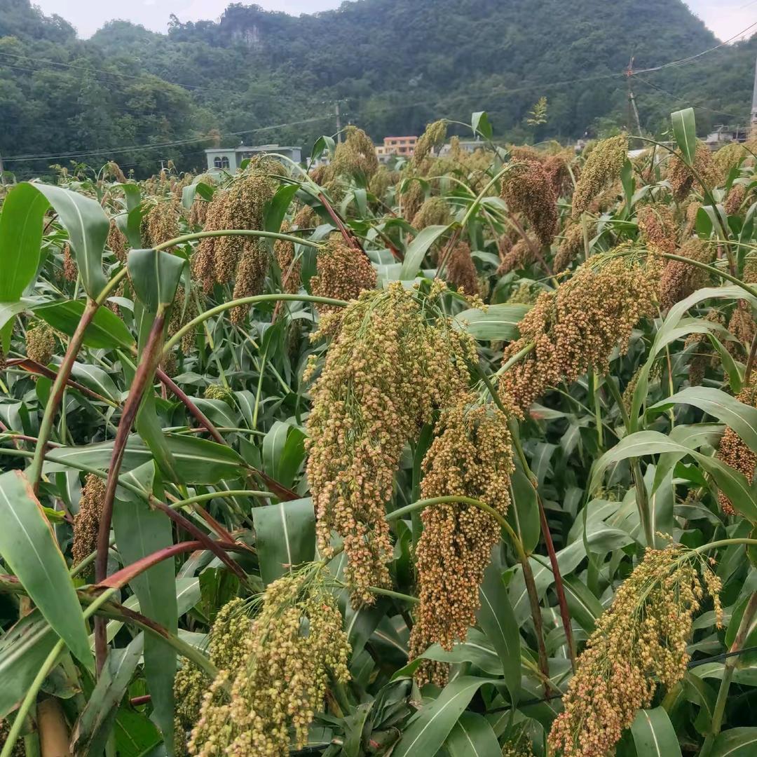 高粱片区负责人。
