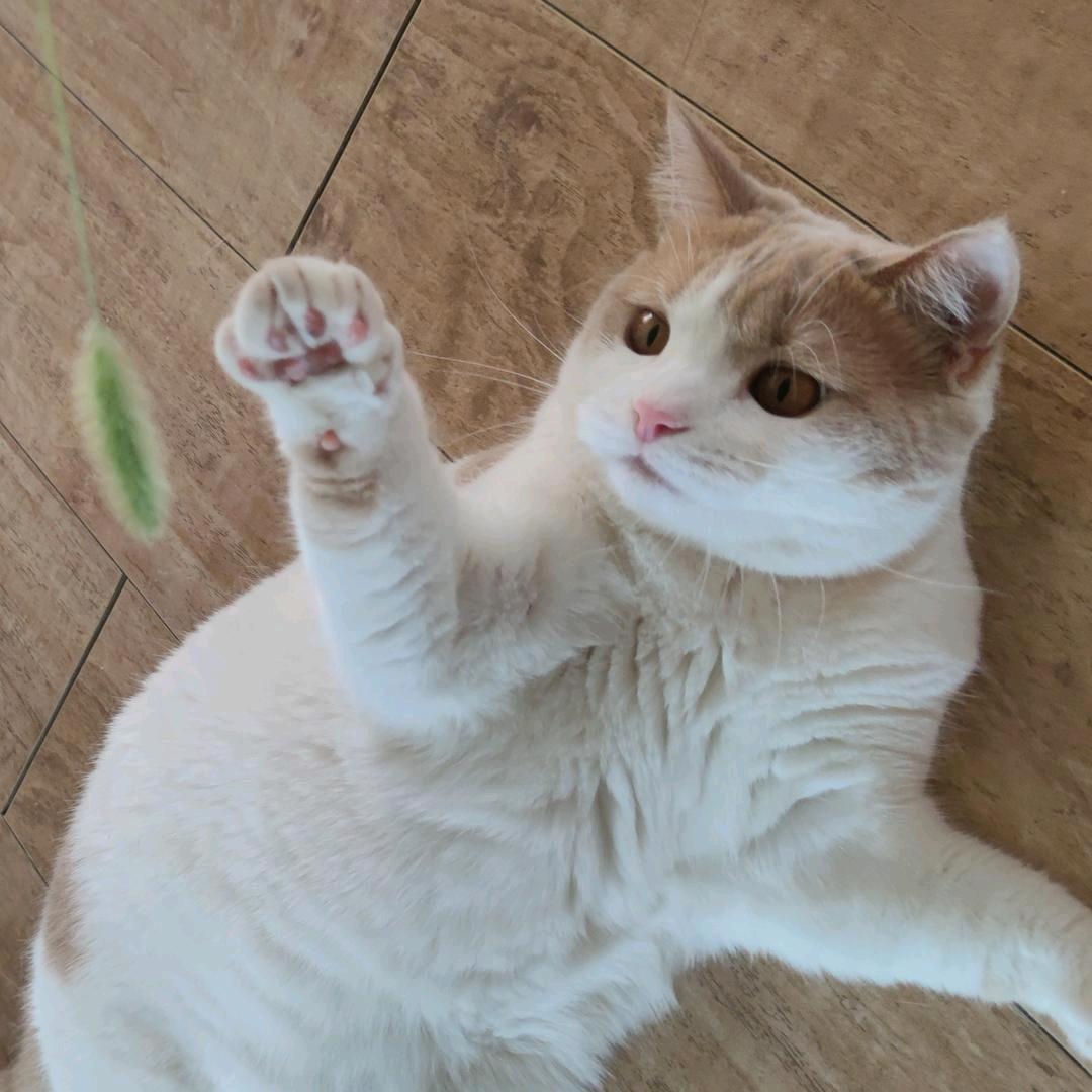 狗噘嘴
